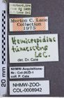 Etiketten zu Hemicrepidius tumescens (NHMW-ZOO-COL-0008942)